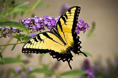 Yellow Monarch Butterfly